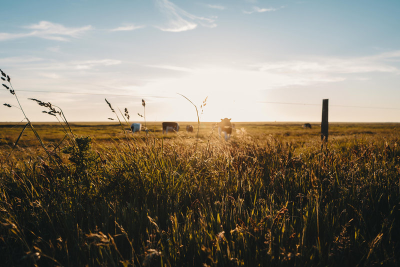 Ein wunderschönes Bild von der Umgebung und Natur beim WDL Dünenhof
