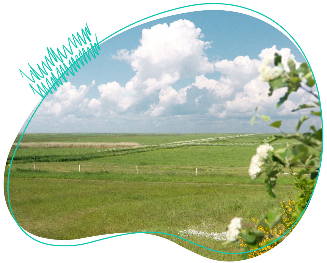 Aussicht auf wunderschöne Salzwiesen beim WDL Dünenhof